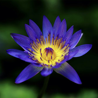 Pins4you, Blue Lotus